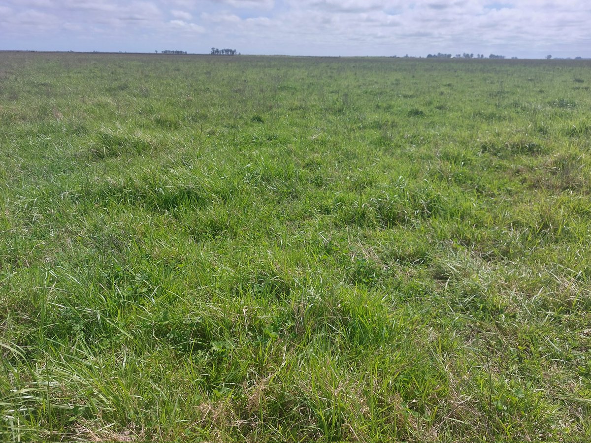 Hubo estrategia, planificación y gestión en los últimos 4 años que dejan como resultado llegar con ésta festuca Rizar al laboreo de verano este enero para ir hacía el cultivo de arroz. Vos la matarías? Lascano, Rocha