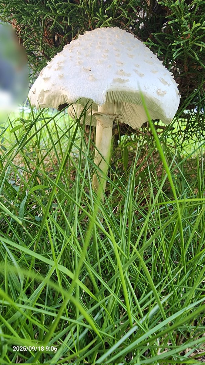 キノコ - Search / X