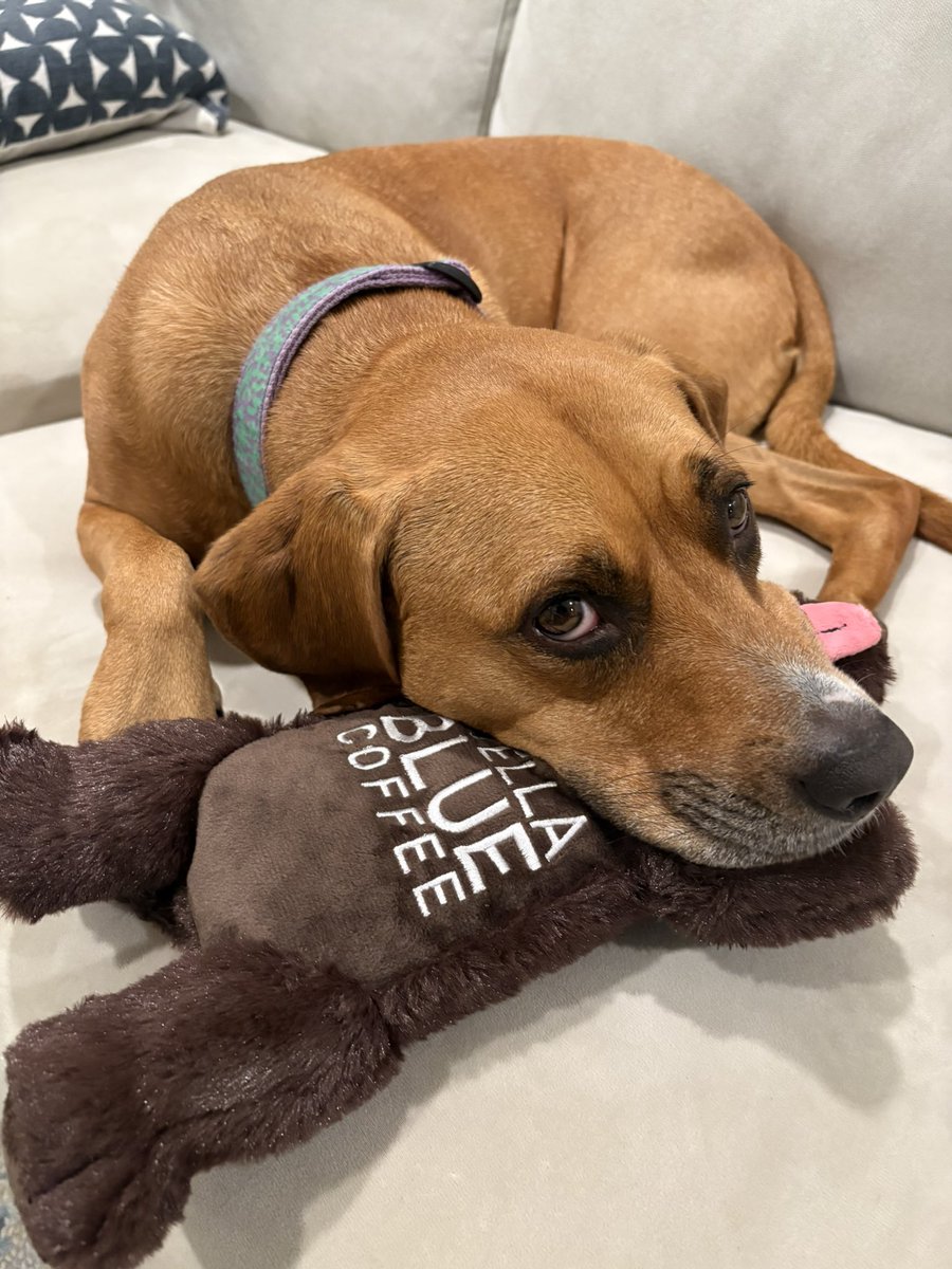 MoneyintheFRANK's tweet photo. Someone was more excited for her toy then I was my coffee @BarstoolBigCat #StellaBlue https://t.co/hlebWj5y61