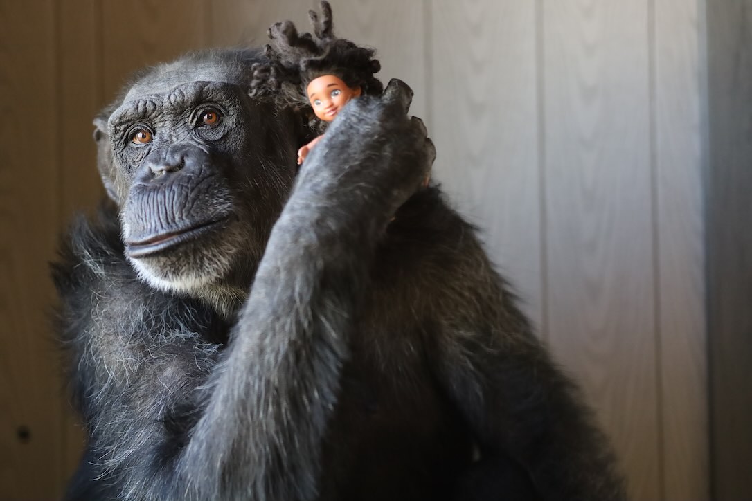 Pausing for Connection -  chimpsnw.org/2025/09/pausin…