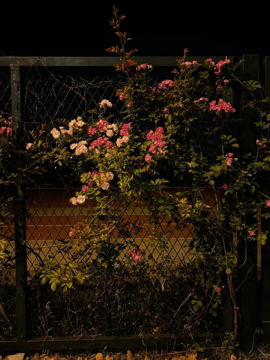 Good night!
May dreams bloom as tenderly as these midnight roses, and may your heart rest as peacefully as the quiet streets under the golden lights.