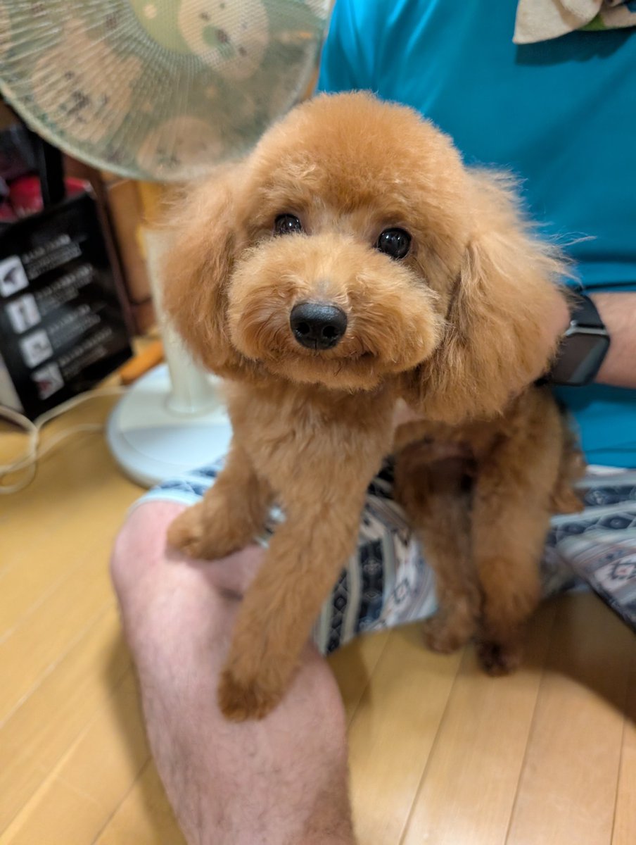 にんにーの膝の上に乗ってご満悦のここちゃんです❤️