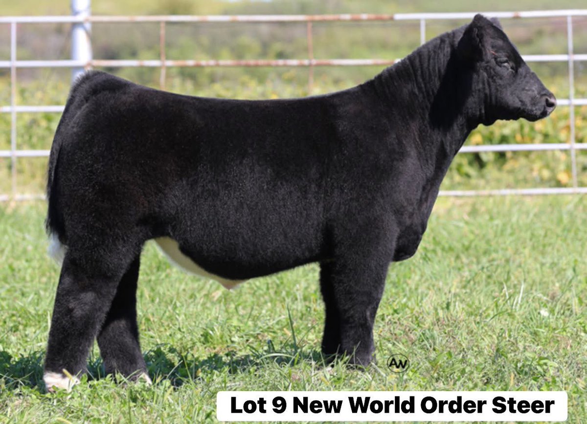 mattlautner's tweet image. #Iowa  

Danner Cattle Sale On SC Online Sales Tonight 

sconlinesales.com/Bids/AuctionsL…

#CheckEmOut