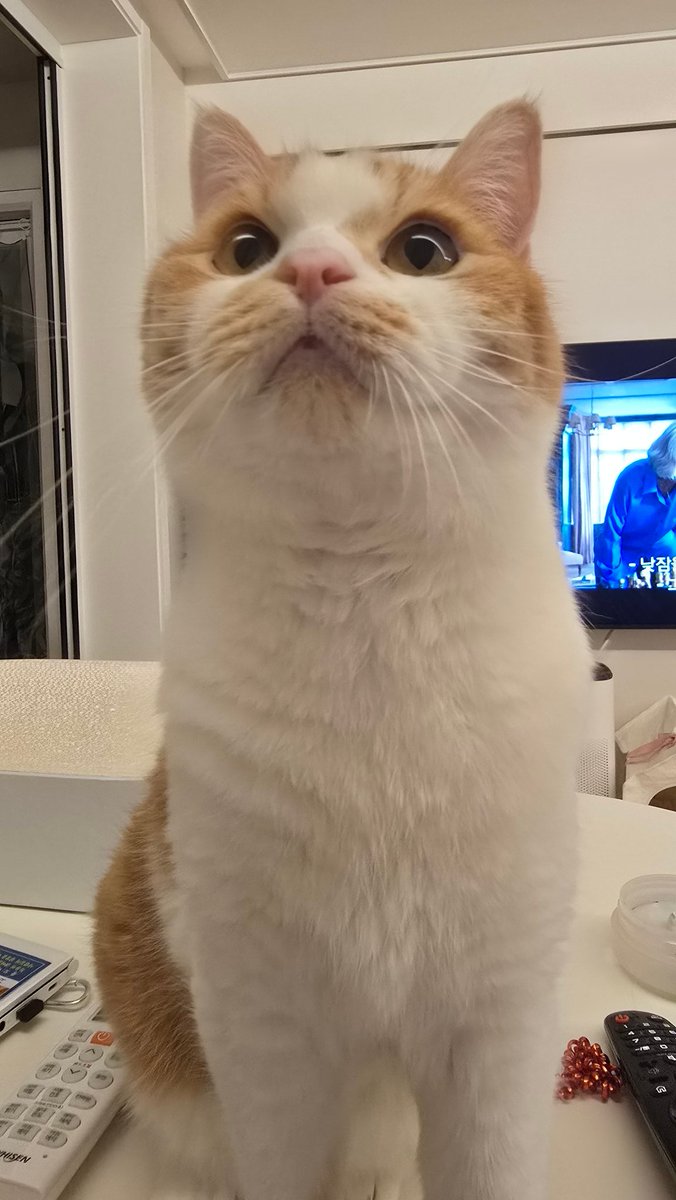 목요일 살인 클럽 보는 목요일 귀여움 클럽원