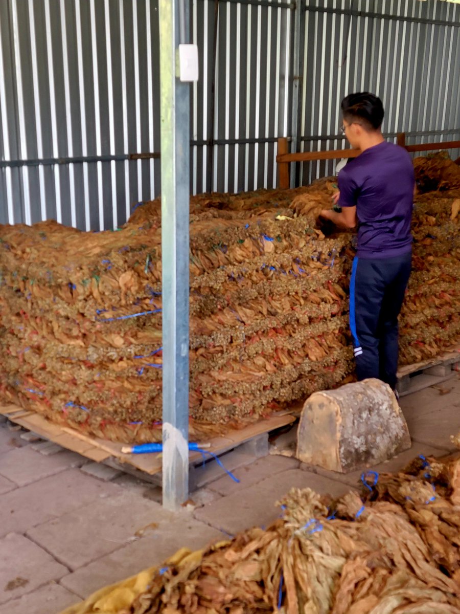 MarlonVillarey3's tweet photo. We are beginning the first aging process of our first tobacco leaves from the #Condega region. This is called (turning). @cigars_eztli #paciondisciplina #cigars #cigars #Nicaragua https://t.co/mYXrrUs1t1