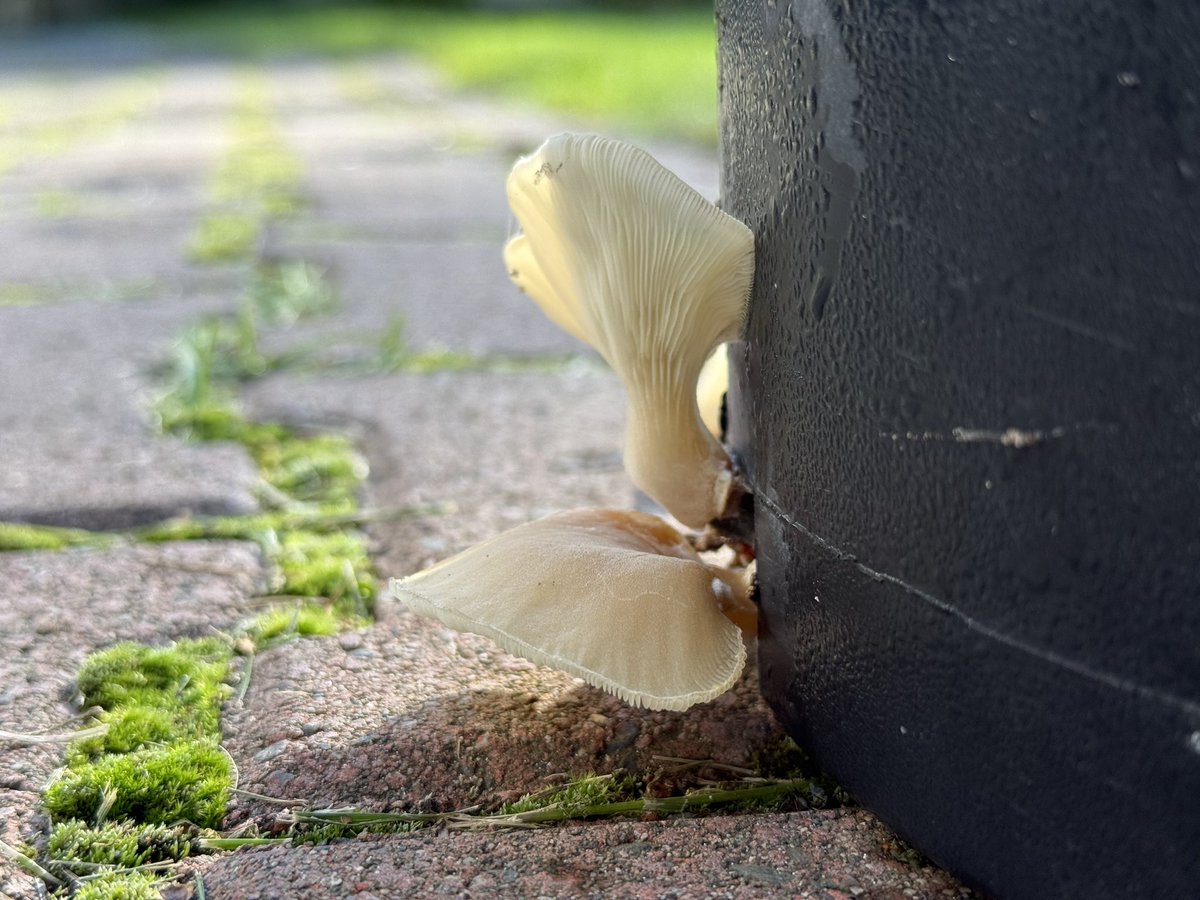 MorriganCora's tweet image. Didn’t even know this was growing out of one of the pots in the greenhouse. Nature sure is something.