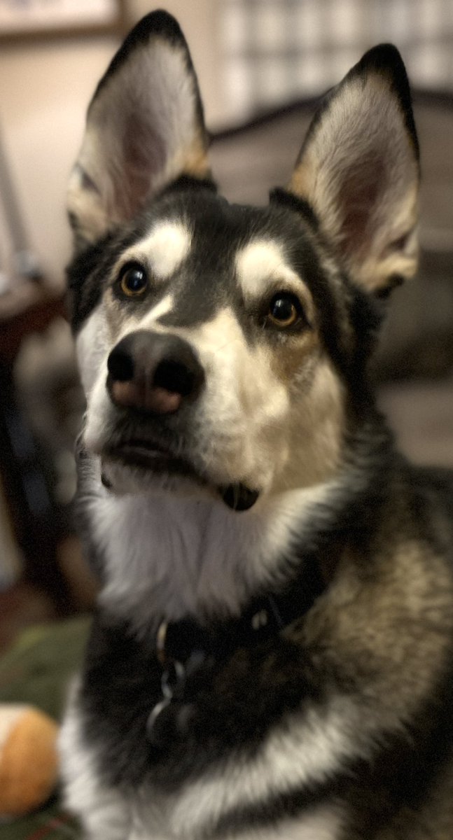 BenMarcum's tweet photo. Good evening from Cedric. https://t.co/1OmNEstUcr