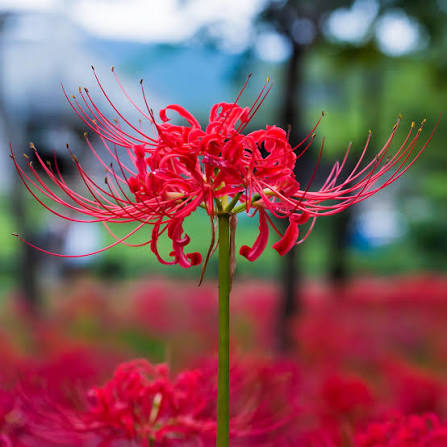 donitadarks's tweet photo. La Flor de Equinoccio que conocí todo gracias al anime está asociada con la muerte, el duelo o la separación... Para mí sigue siendo hermosa. ❤️🖤
#Anime #FlorEquinoccio #FlordelInfierno #Inuyasha #JigokuShoujo #EnmaAi #HellGirl #Dodoro #DemonSlayer #Inuyasha https://t.co/DdbLkfffVk