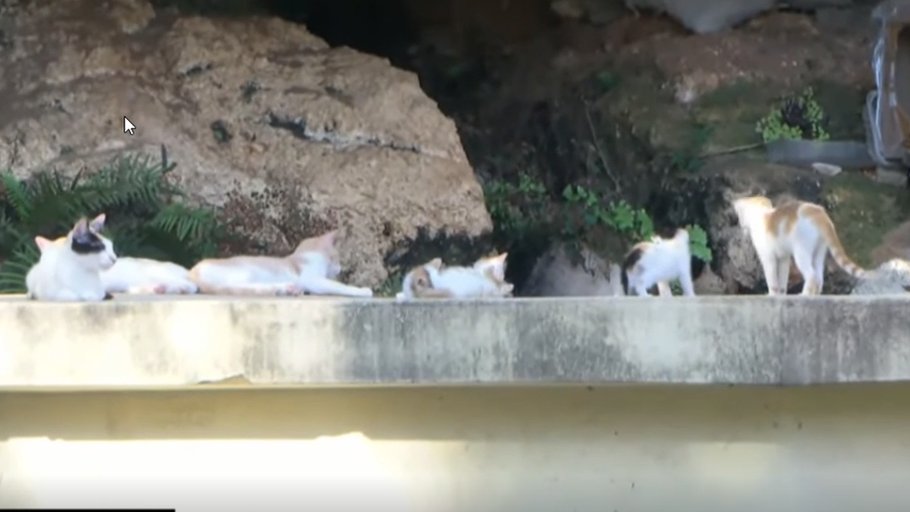 Vecinos de Las Praderas están preocupados por lo que meten sea un plan disfrazado de operativo antigarrapaticida para envenenar a indefensos gatos y gaticos en el parque de la zona. Anuncian un plan de lucha para protegerlos, tras advertir que eliminarlos viola una ley vigente.