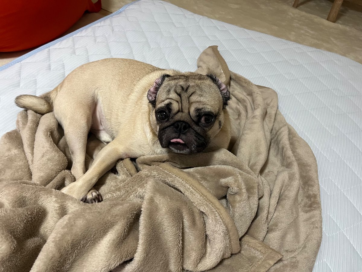 パグあるある

今日もだいきちは耳が裏返っています

みなさんのパグはどうですか？

#パグ
#pug 
#いぬのいる暮らし
#愛犬最強