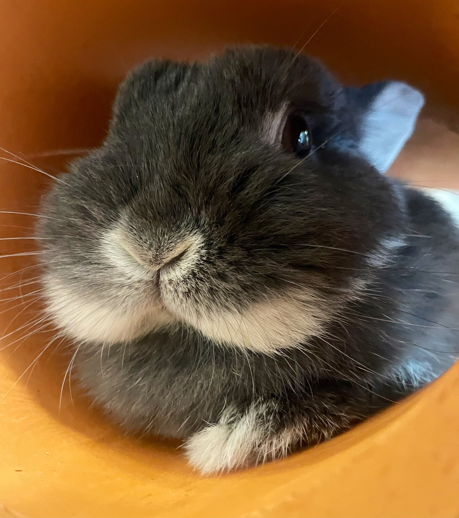 うさぎのすず on X: 