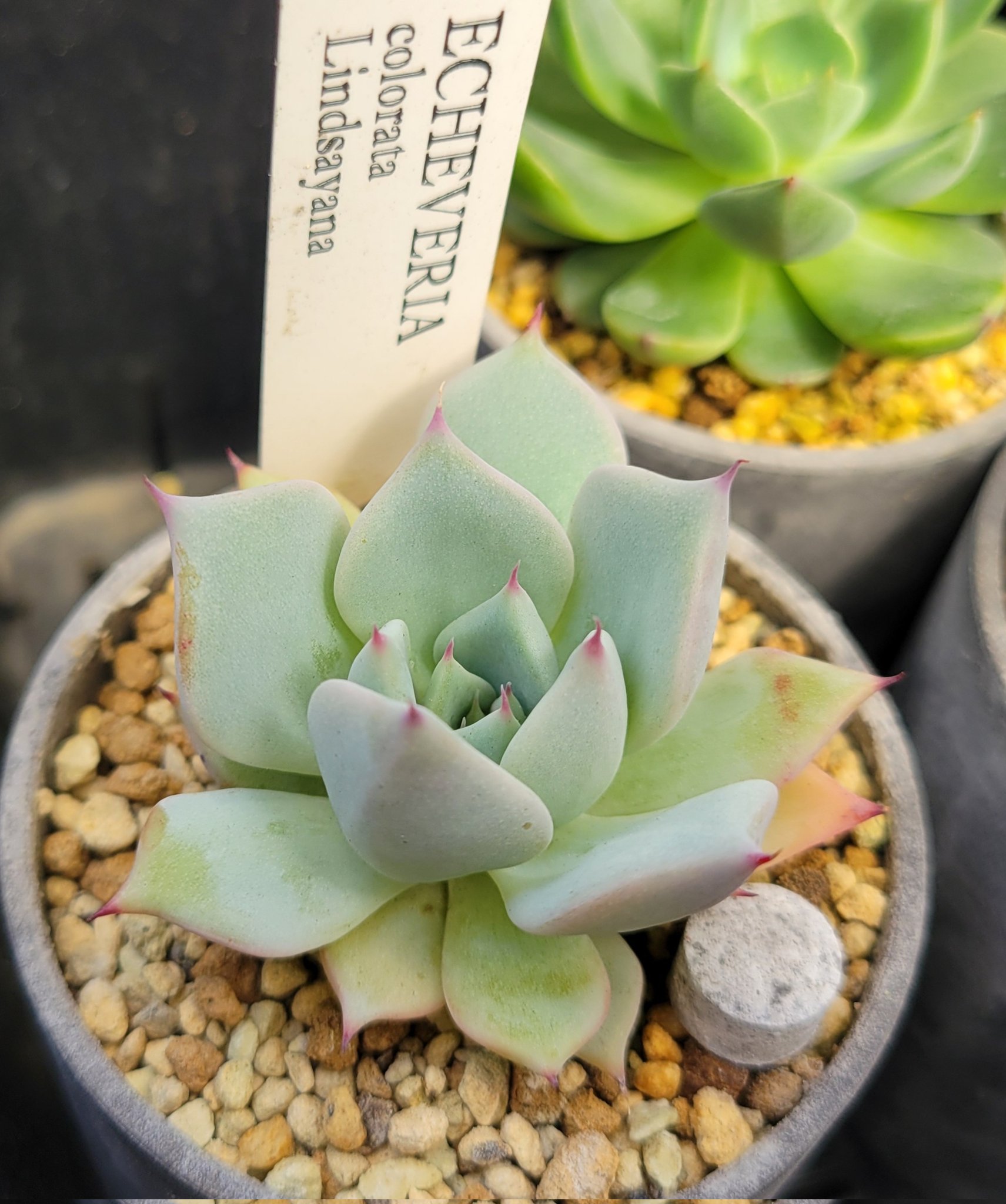 多肉植物 コロラータリンゼアナ 多肉図鑑】コロラータ・リンゼアナ（エケベリア属）