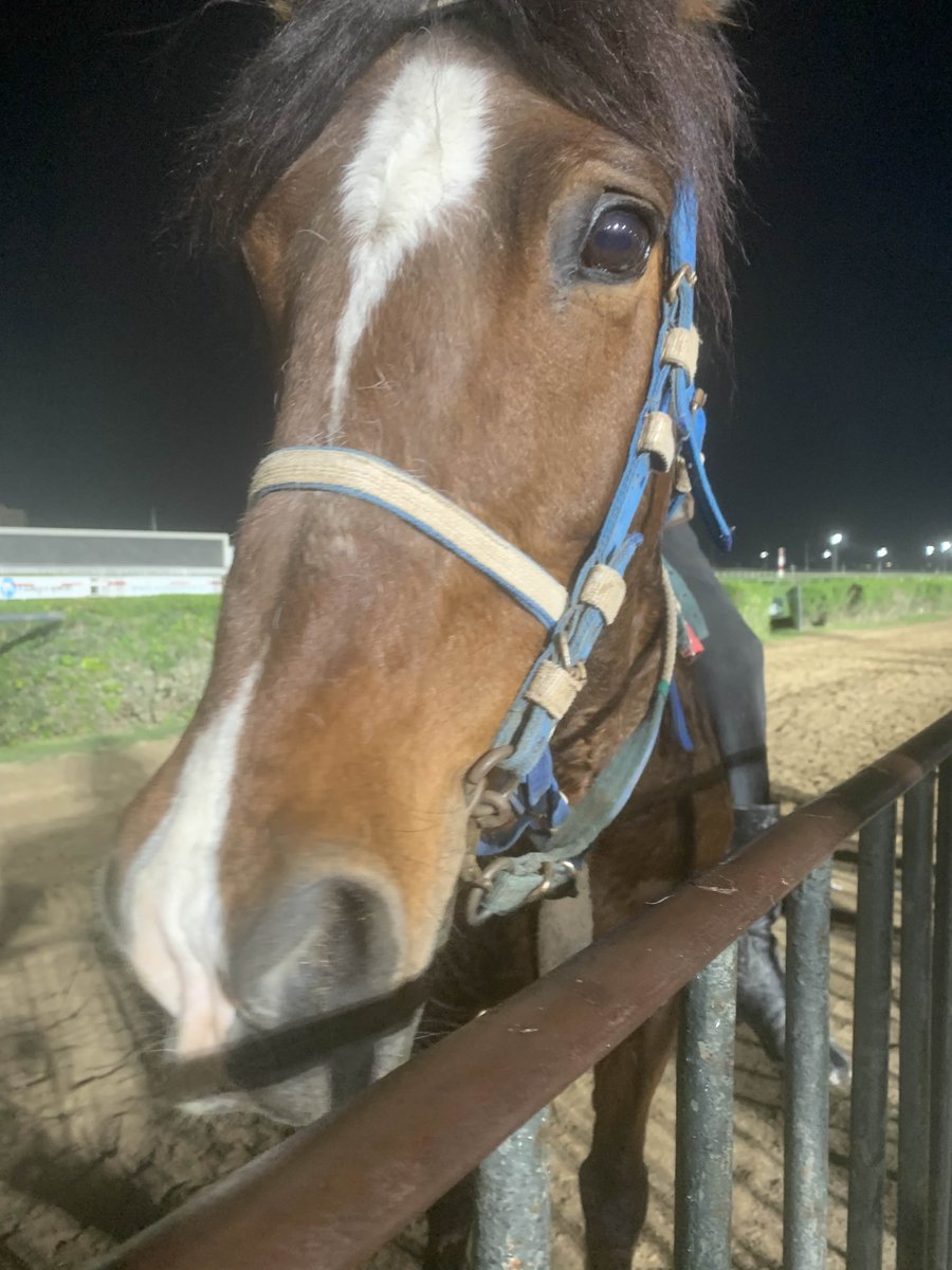 GENTEEEEEE, estoy muy feliz 🥹, hoy fui al hipódromo con mis amikos y un jinete se acercó y me dejo acariciar al cabalho 🐎, es hermoso ✨