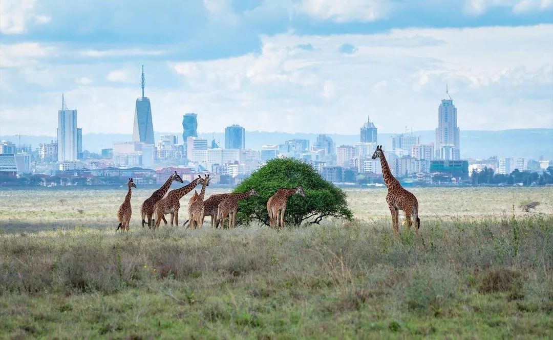 Nairobi, Kenya is known as the safari capital of Africa.