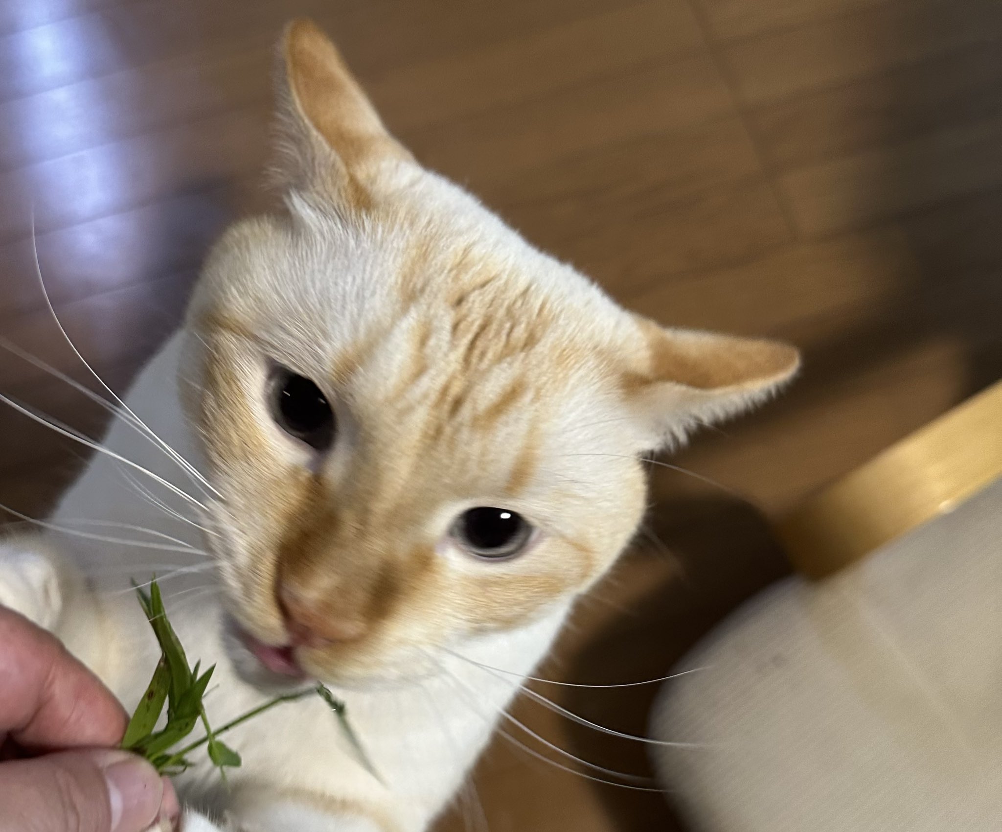 Puchinya® (@punanko) / X