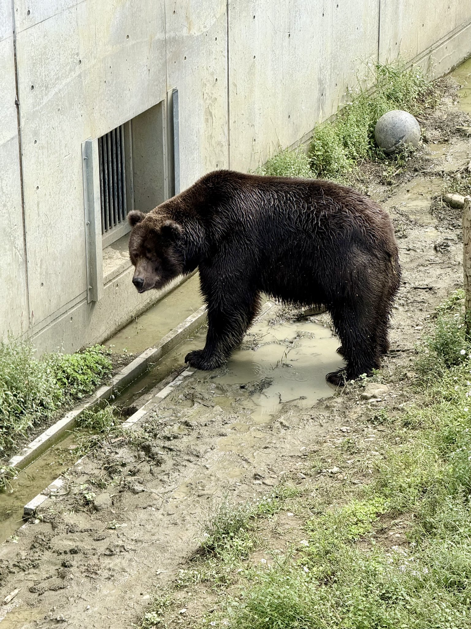 ヒグマ 知床のヒグマ最新事情～（2021版） | ZXねこままんR
