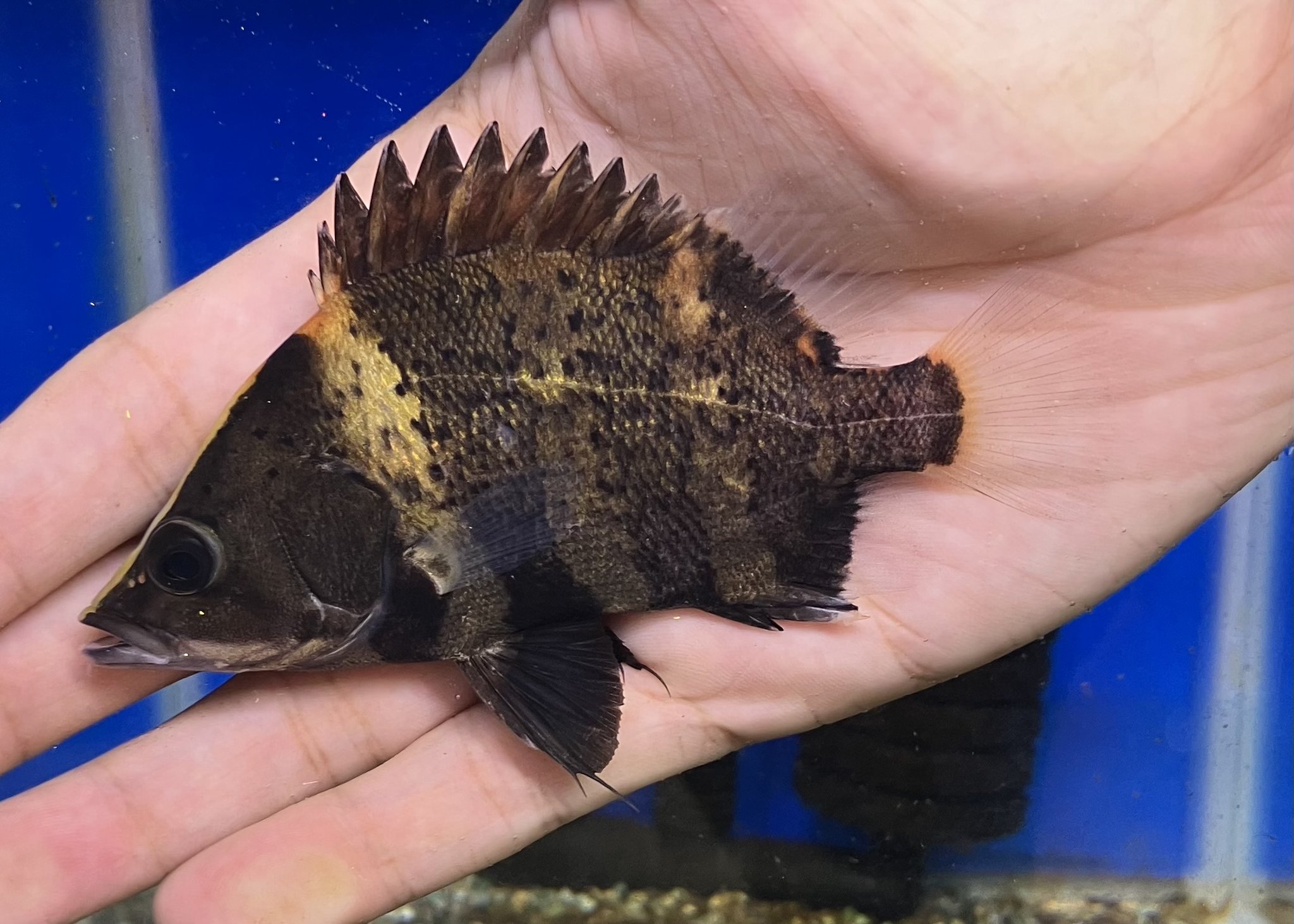 【新品、未使用・静岡 熱海限定・ 花火大会ver・金魚⭐️キティレア⭐️ かねだい千葉店 on X: 