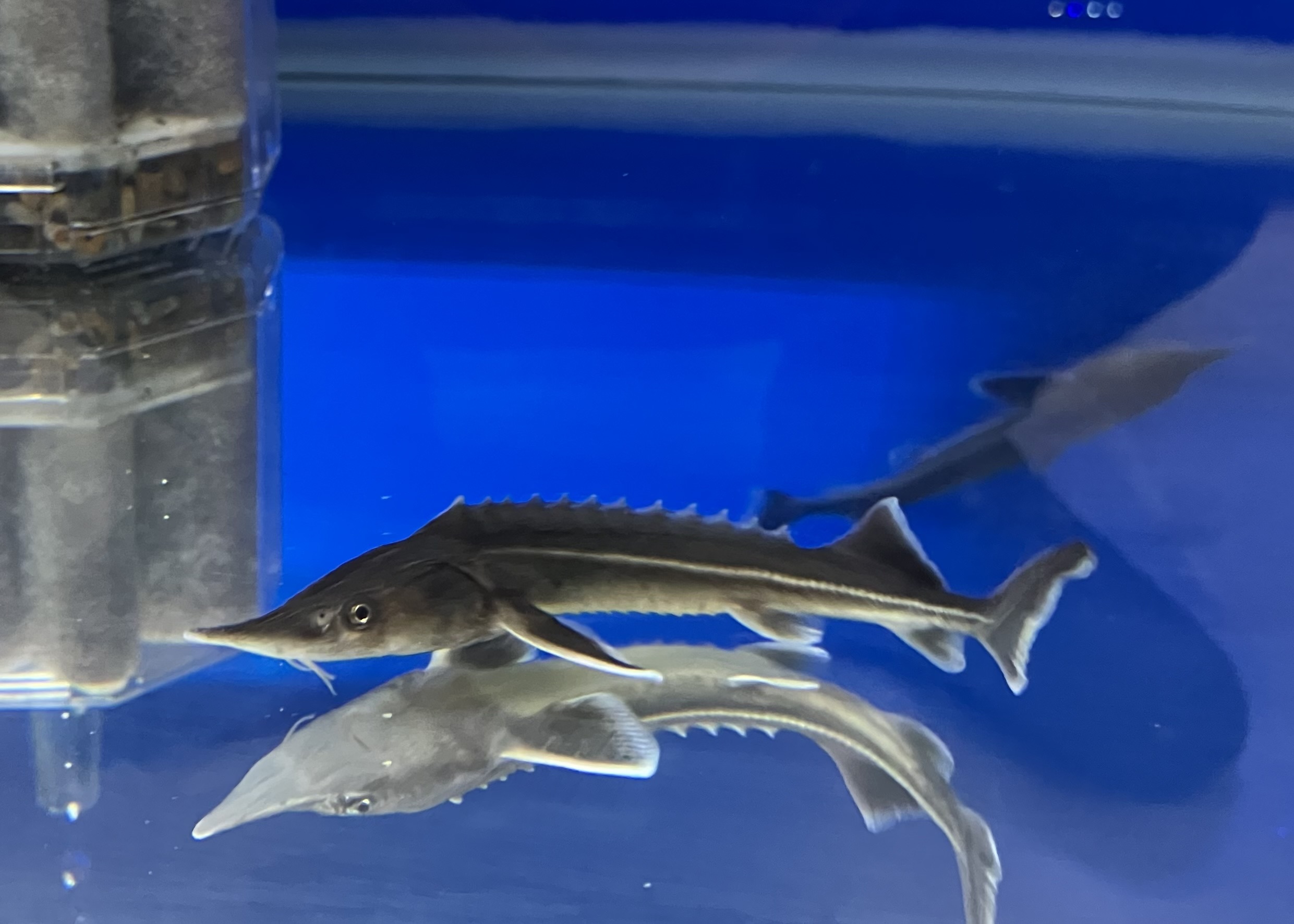 【新品、未使用・静岡 熱海限定・ 花火大会ver・金魚⭐️キティレア⭐️ 激レア‼️北海道函館市限定❗️『キティちゃん』 イカ⭐️新品