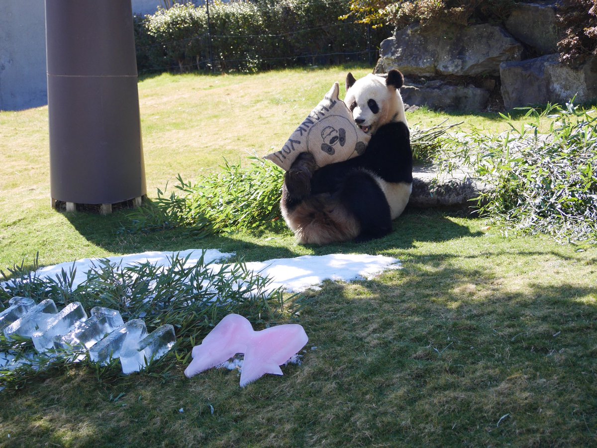 結浜🎀
お誕生日おめでとう🎂
ファン感謝DAYのイベントで、ずーっとみんなを楽しませてくれて、とても嬉しかったよ✨
いつかまた会えると嬉しいな…
#アドベンチャーワールド
#ジャイアントパンダ
#パンダ
#結浜
#お誕生日