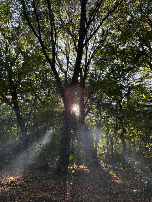 TbilisiNFt (@tbilisinft) on Twitter photo 