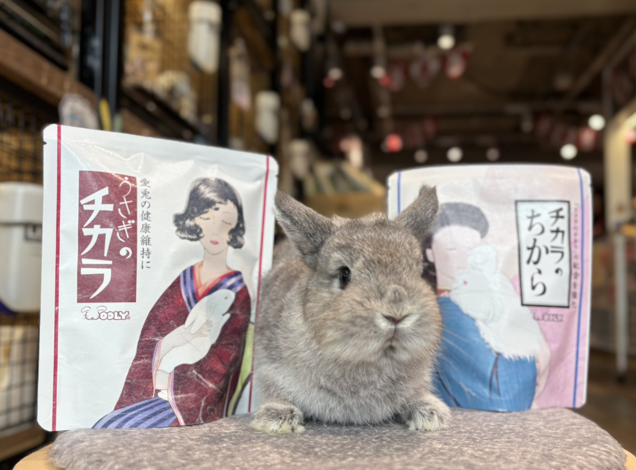 会社員うさぎ  うさぎのしっぽ横浜店 on X: 