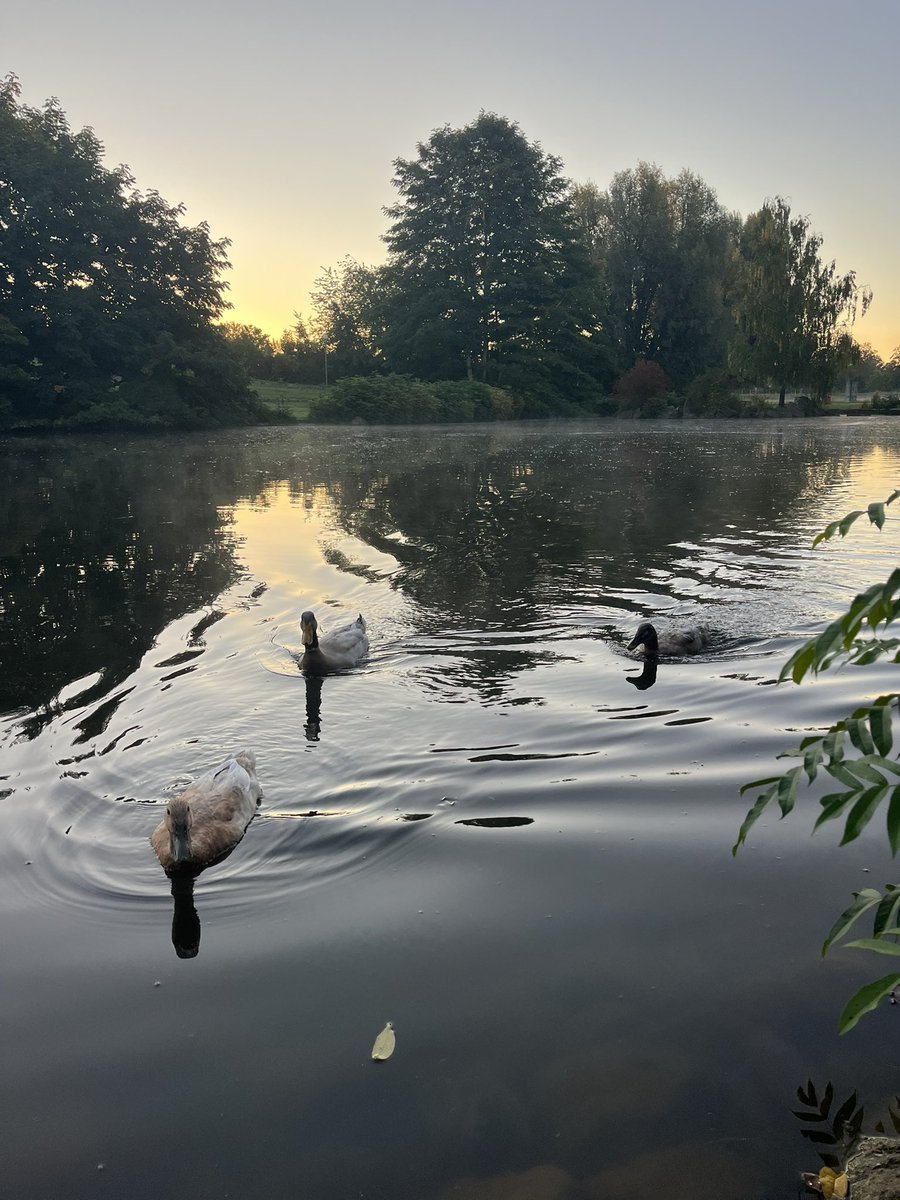 おはよー
きょうははいどくんなし🦆