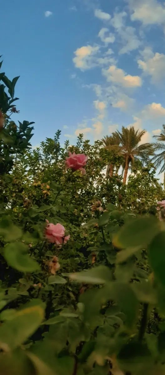 كحل عينيك
ظل القمر على الأرض ♥️