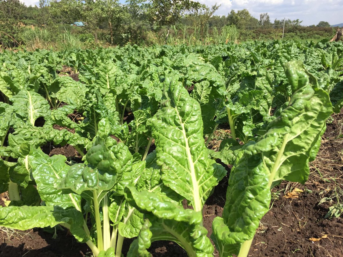 Farmers Mag South Africa tweet media