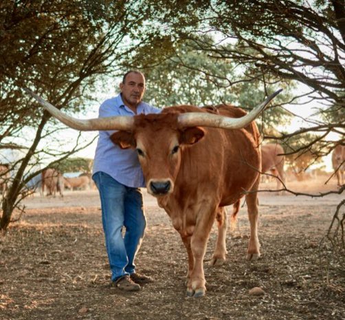 Restaurante <a href="/BodegaCapricho/">El Capricho Rest/Bod</a>
Aula y cultura de la carne de buey en el corazón de la Meseta. O las mejores carnes del mundo según Netflix –Steak (R)evolution–, documental del cineasta Franck Ribière y el famoso carnicero parisiense Yves-Marie Le Bourdonnec gastroactitud.com/restaurante/el…