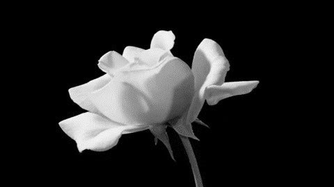 STING1NG_BEE's tweet photo. 🗡.
      “ When it was destroyed, I realized for the first time that happiness lies atop a thin sheet of glass. ”

    〖ROLEPLAY ACCOUNT〗 https://t.co/HTwZfyu7tk