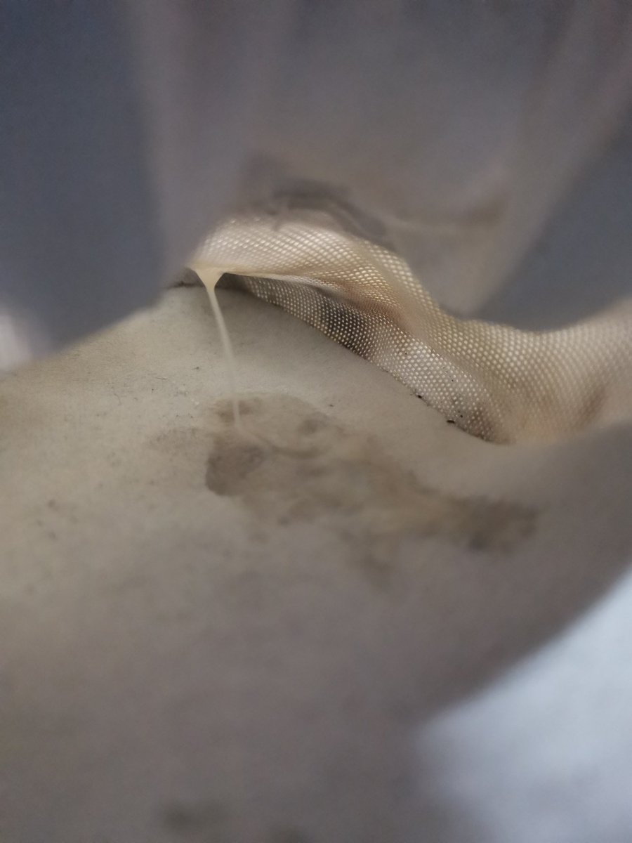 回学校看到舍友的骚鞋秒硬，舍友还乖乖地把他洗干净，不过再怎么洗也逃离不了飞机杯的本质，白白净净的直接插到最里面，整只鞋将鸡吧狠狠套进去，骚鞋本性暴露，猛的射出来，不擦，留着精华在鞋里面 #操鞋 #射鞋