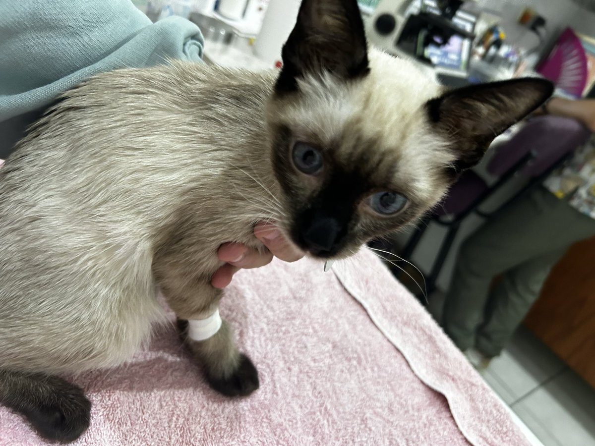 HerrerFx's tweet image. Hi, many don’t know me but I want to share my cat’s situation: my loyal therapy kitty was diagnosed with leukemia and FIP. I’m also in psychiatric treatment and struggling financially. I’m offering art commissions, please help by sharing.

My tg: @HerrerFx