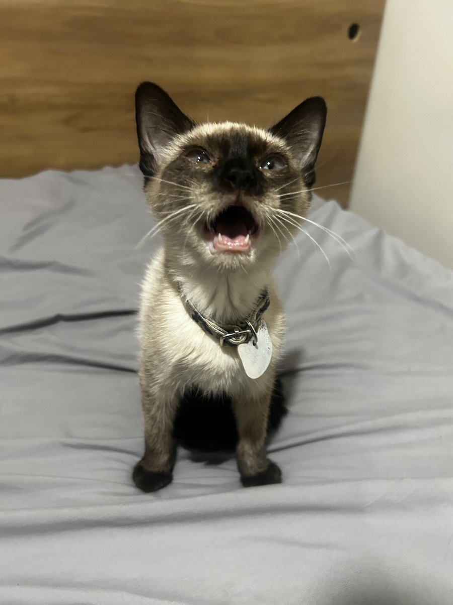 HerrerFx's tweet image. Hi, many don’t know me but I want to share my cat’s situation: my loyal therapy kitty was diagnosed with leukemia and FIP. I’m also in psychiatric treatment and struggling financially. I’m offering art commissions, please help by sharing.

My tg: @HerrerFx