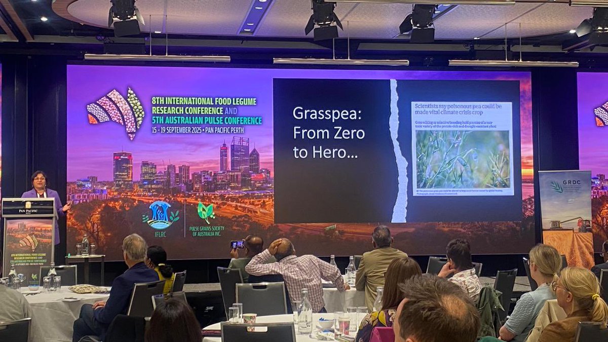 VidhiPriyanka's tweet image. Honored to present “Adapting to Adversity: Grasspea’s Blueprint for Resilience” at the #IFLRC2025 &amp;amp; #APC2025

Grateful to the @FernandLambein Fund for support @ICARDA @cerom2017 @CropTrust @grasspeanet @ShivKAgrawal @SaskPulse @theGRDC