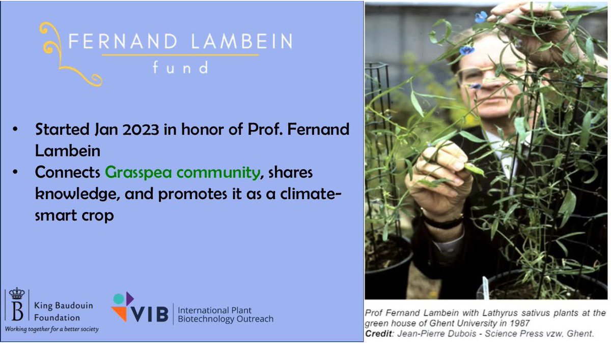 VidhiPriyanka's tweet image. Honored to present “Adapting to Adversity: Grasspea’s Blueprint for Resilience” at the #IFLRC2025 &amp;amp; #APC2025

Grateful to the @FernandLambein Fund for support @ICARDA @cerom2017 @CropTrust @grasspeanet @ShivKAgrawal @SaskPulse @theGRDC
