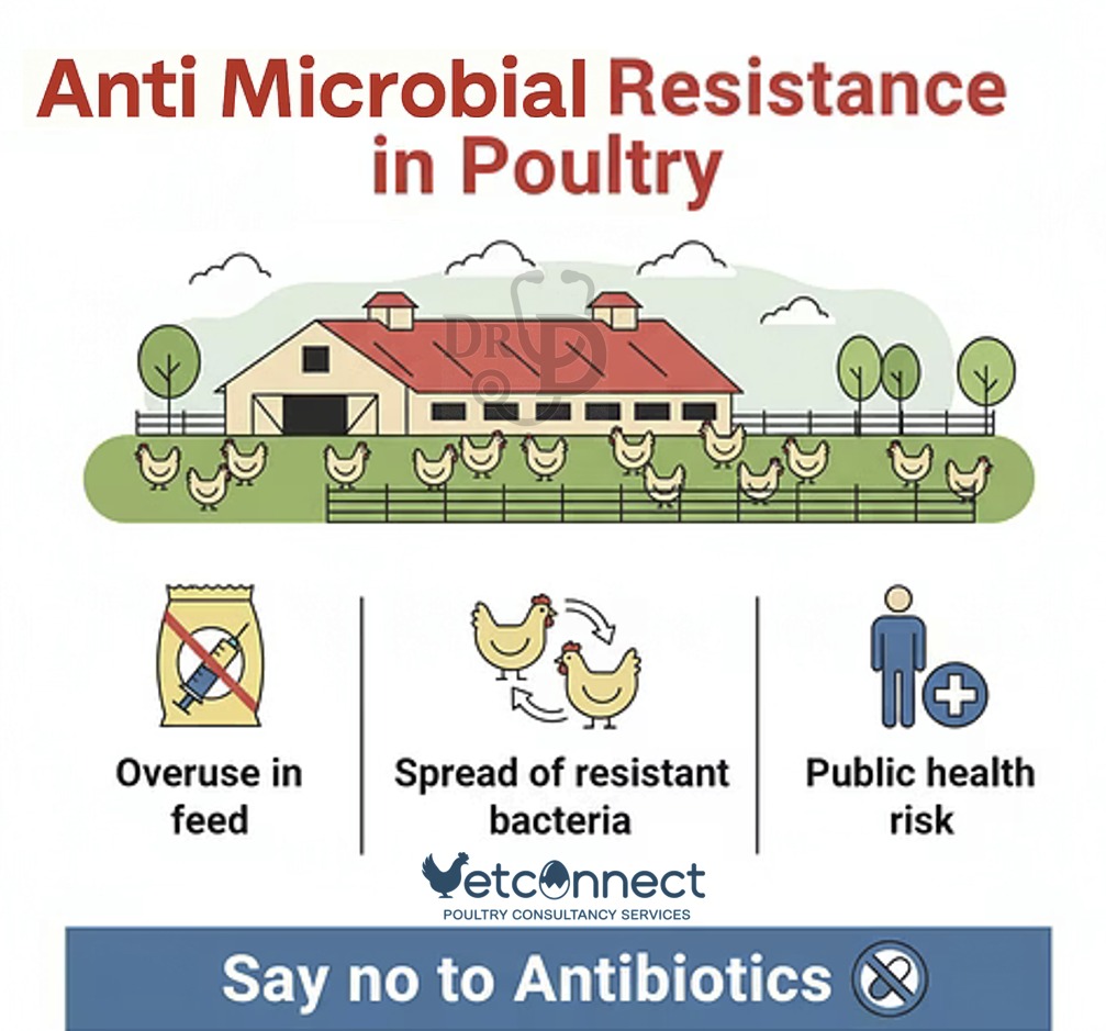 Vetconnectpcs's tweet photo. Antibiotic resistance occurs in poultry due to the frequent, often unregulated, use of antibiotics for disease prevention, treatment, and growth promotion. This widespread use creates a selective pressure that allows bacteria to adapt and develop resistance.@Dept_of_AHD
#amr https://t.co/HjYWlIVWwO