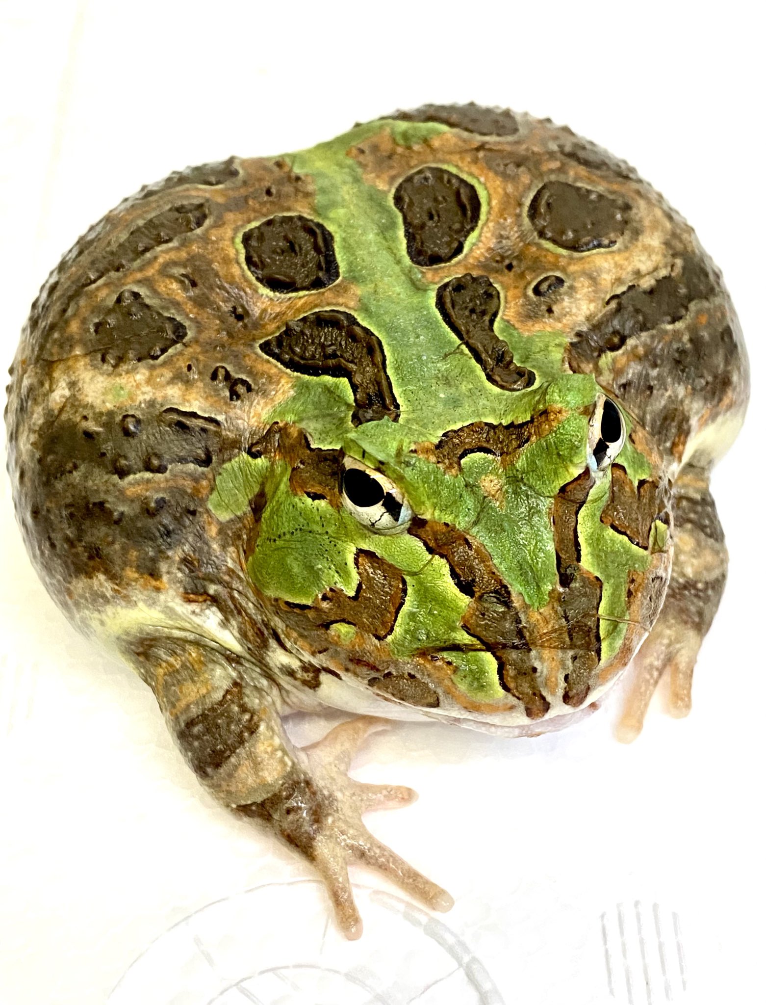 Pブリード ホオコケツノガエル ブラウン Pブリード ホオコケツノガエル 2匹 Pブリード ホオコケツノガエル