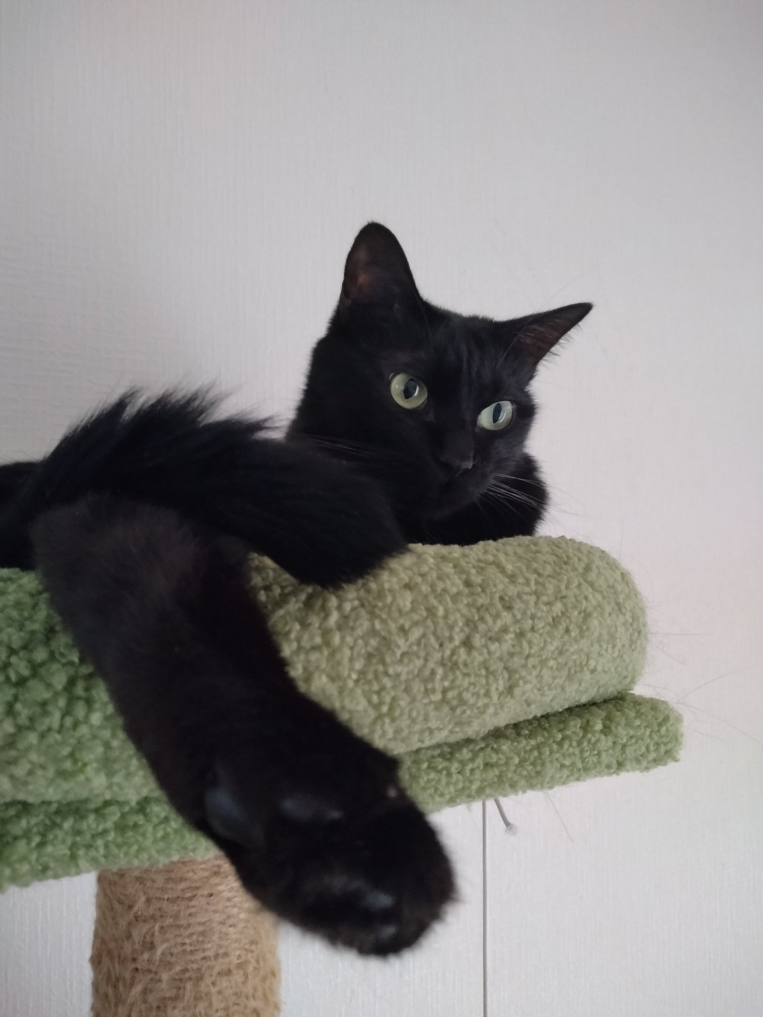 「黒猫みんと」のみ 1_000000002427.jpg?1678209906