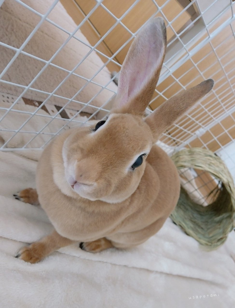 波乗りうさぎさま専用　123cm KanazawaPoles 🐇うサぽたみ.mꕤ on X: 