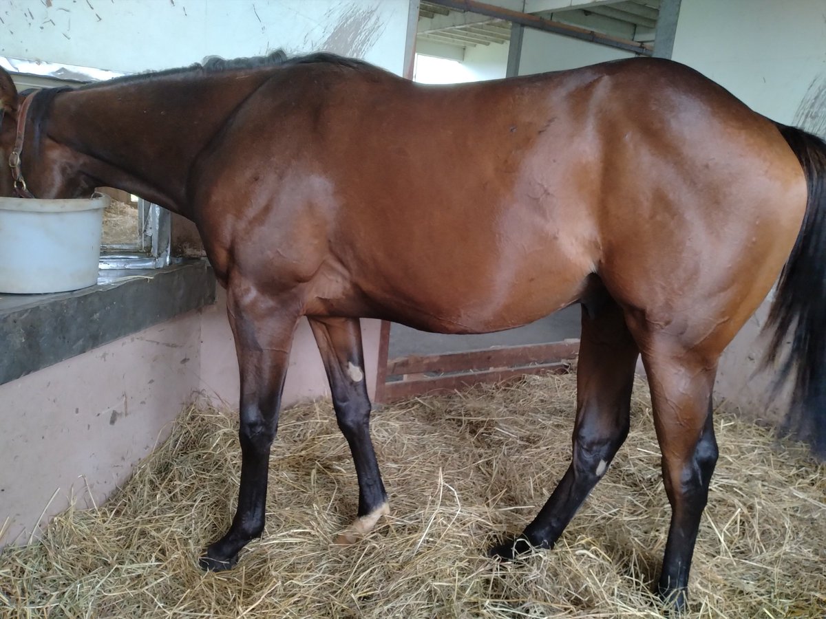 ☆モンゴリ純正改☆手間暇かかりすぎる極低ダックスフォークアウター5