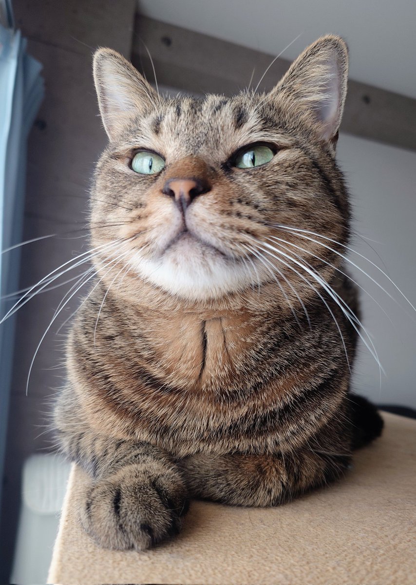 きじねこのきじお 楽天市場】キジ猫の通販