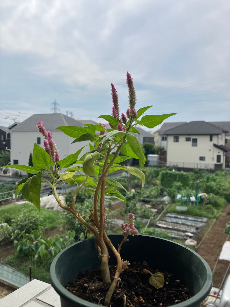 おはようございます
厳しい残暑も今日までかしら⁇

#イマソラ　#アサソラ　#mysky
#空と心は繋がっています
#TLを花でいっぱいにしよう