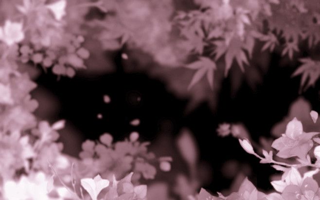 ᗷᒪ✿ᗪEᑌᗯEᗪᗪ˖ ❀ ⋆｡˚ tweet media