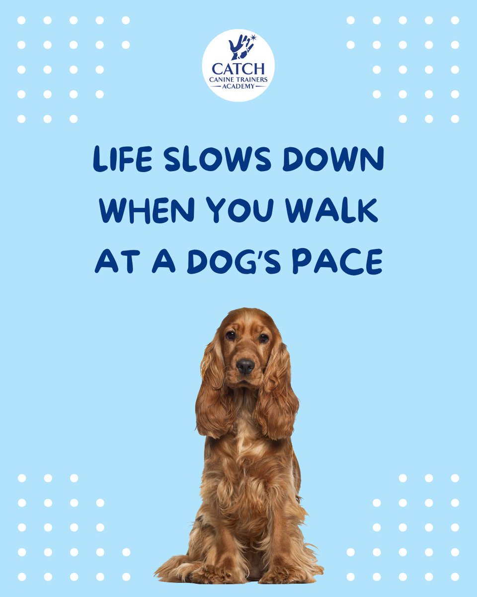 CATCHdogtrainer's tweet image. Stop and smell the fire hydrants. 😂
......
#CATCHCanineTrainersAcademy #DogTraining #DogTrainer #AnimalEducation