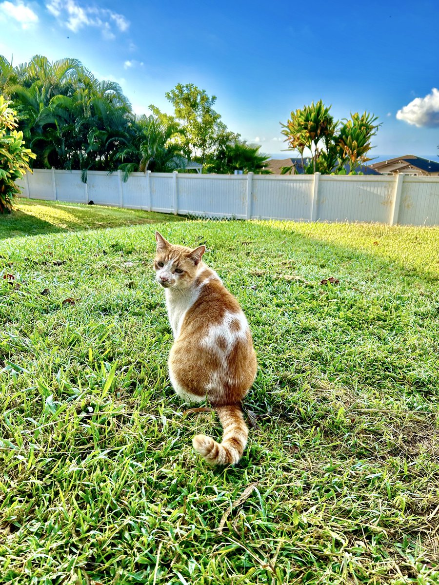 Matt_Ironstone's tweet photo. Itโs a beautiful day for a #Hedgewatch
#FIVCatsClub #CatsOfHawaii #TheRuffRiderz https://t.co/WAkmNb4aOm