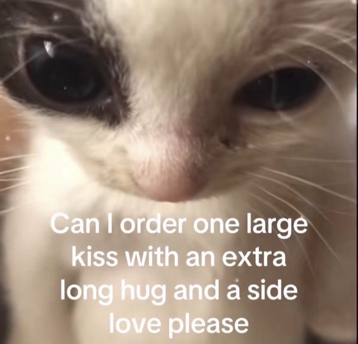 raccoon aesthetic. tweet media