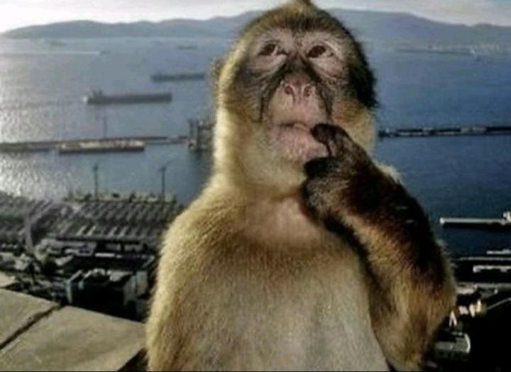 SandwitchCat37's tweet image. ── .✦ INTRO ✦. ──
⭑.ᐟ  Strawpage- s4ndwitchcat37.straw.page
. ₊ She/Her  ☆  14
⋆.˚ i love south park, PTV, MCR, fnaf, sonic, monster high (morevon strawpage ୭ ˚. ᵎᵎ 
dms open! ₊˚⊹ ᰔ : 
tags: #sptwt #MonsterHigh
#mcrtwt #ptvtwt