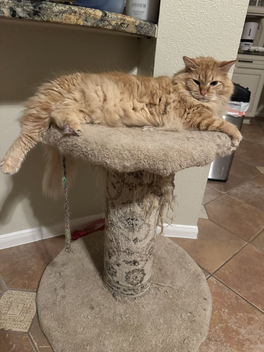 NoritheCat17's tweet image. Posting a pic of Nori for every win (84)

@astros #astros #builtforthis #silverboot