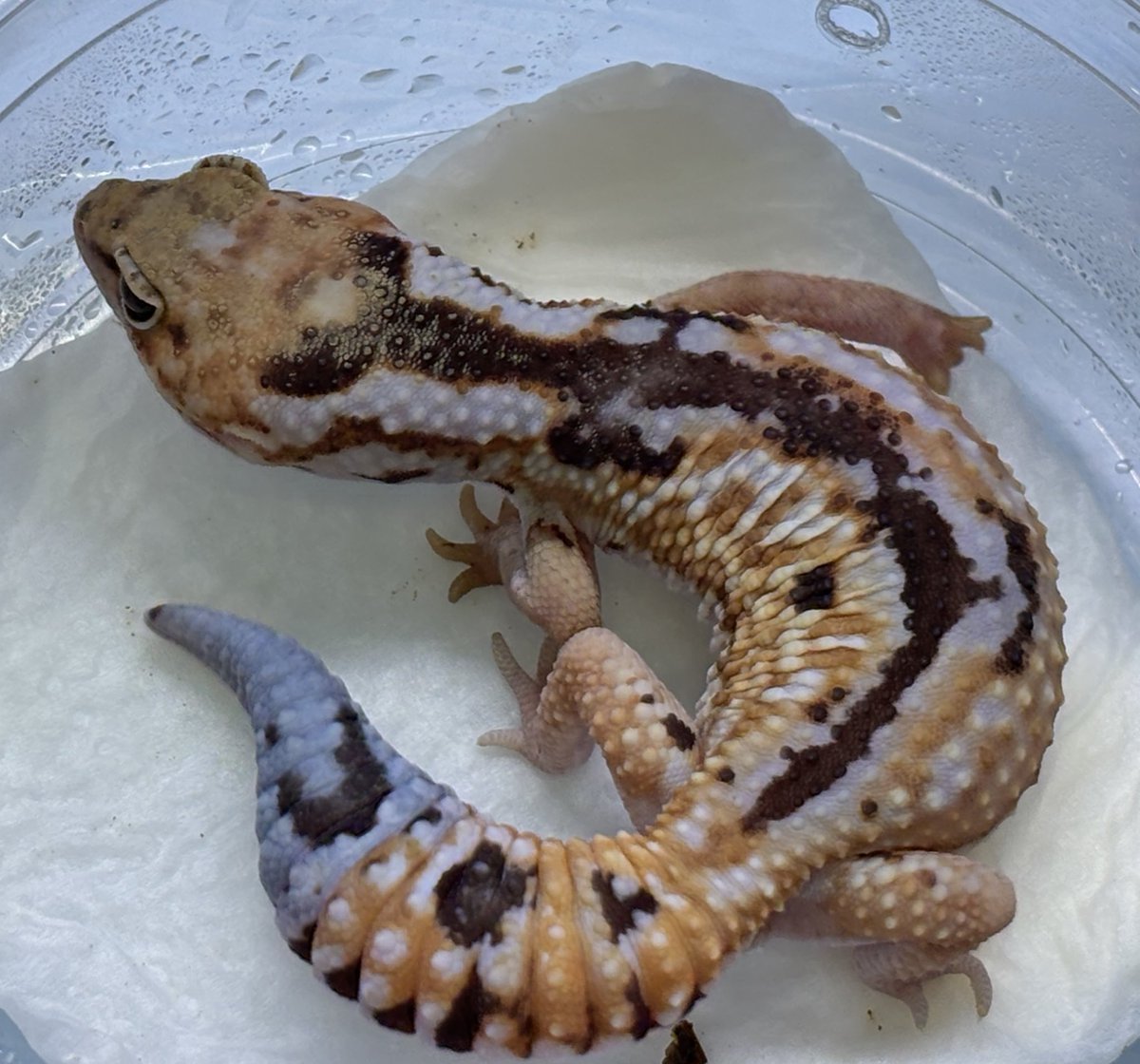 ジュニア(Gecko Jr.) tweet media