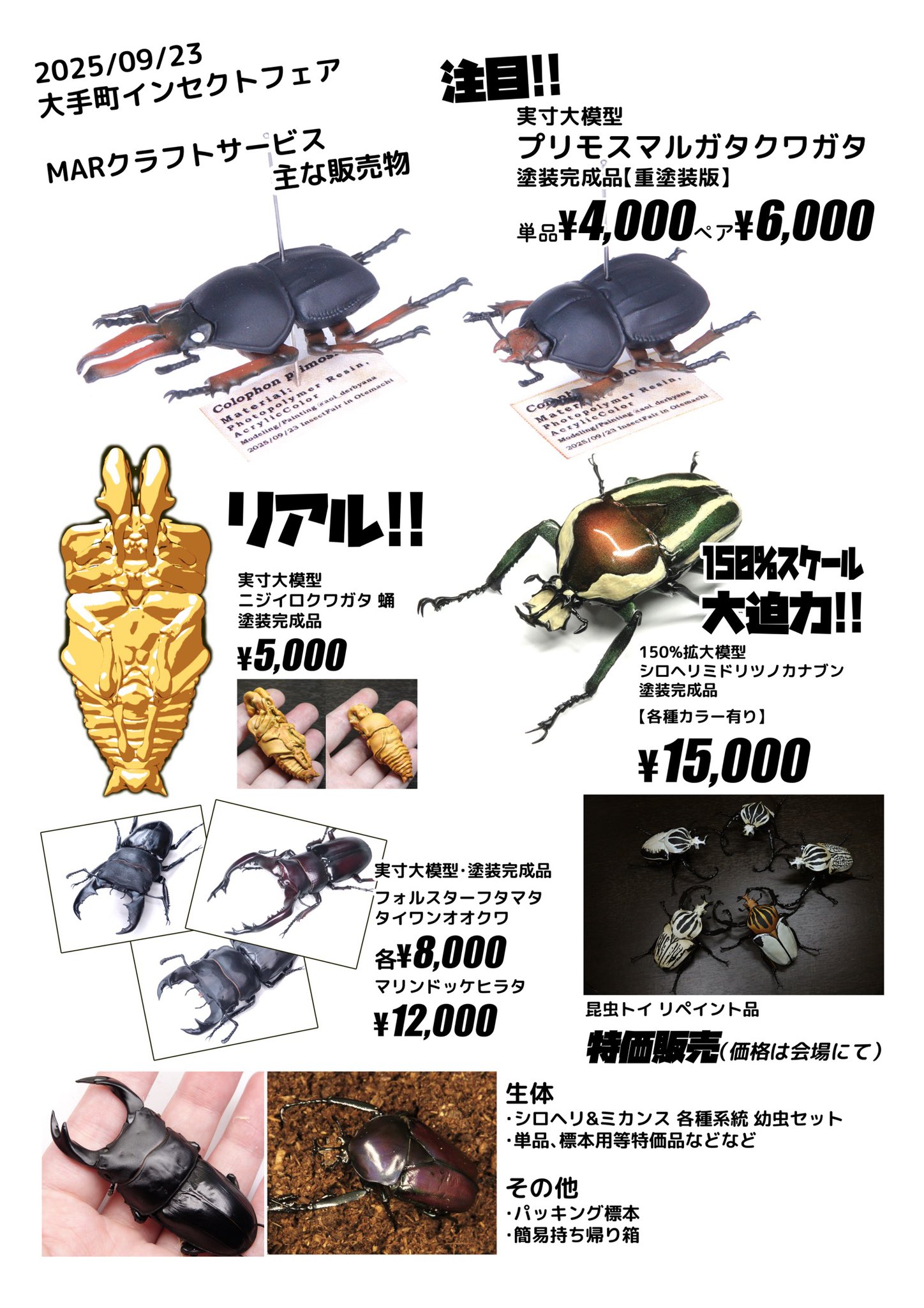 日曜日まで限定セール　昆虫標本 日曜日まで限定セール 昆虫標本